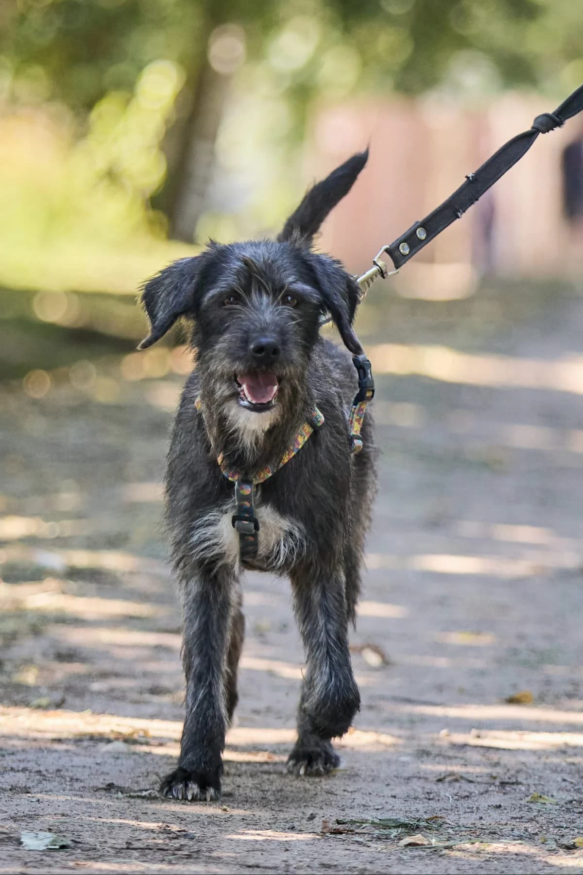 Motya, female young Mixed Breed for adoption at Tierschutzverein House of animals Marfino eV, Jessen (Elster)