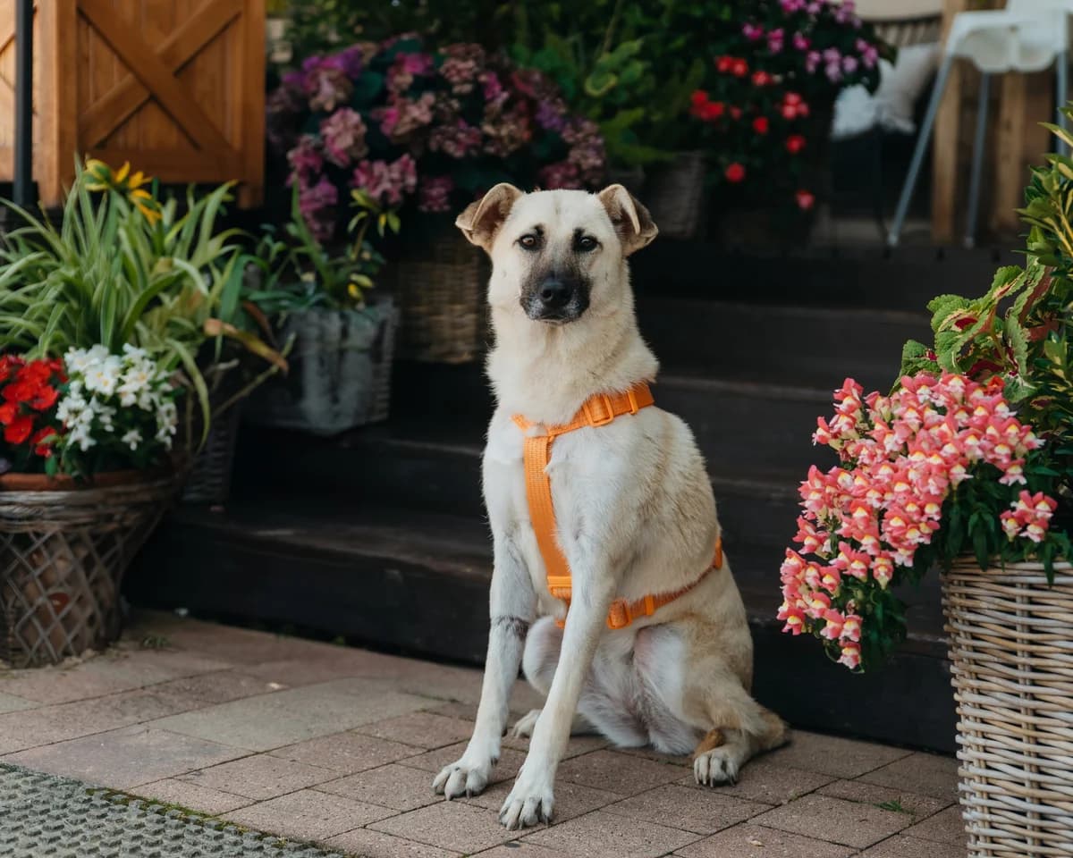 Adele, female 3yo Mixed Breed for adoption at Tierschutzverein House of animals Marfino eV, Jessen (Elster)