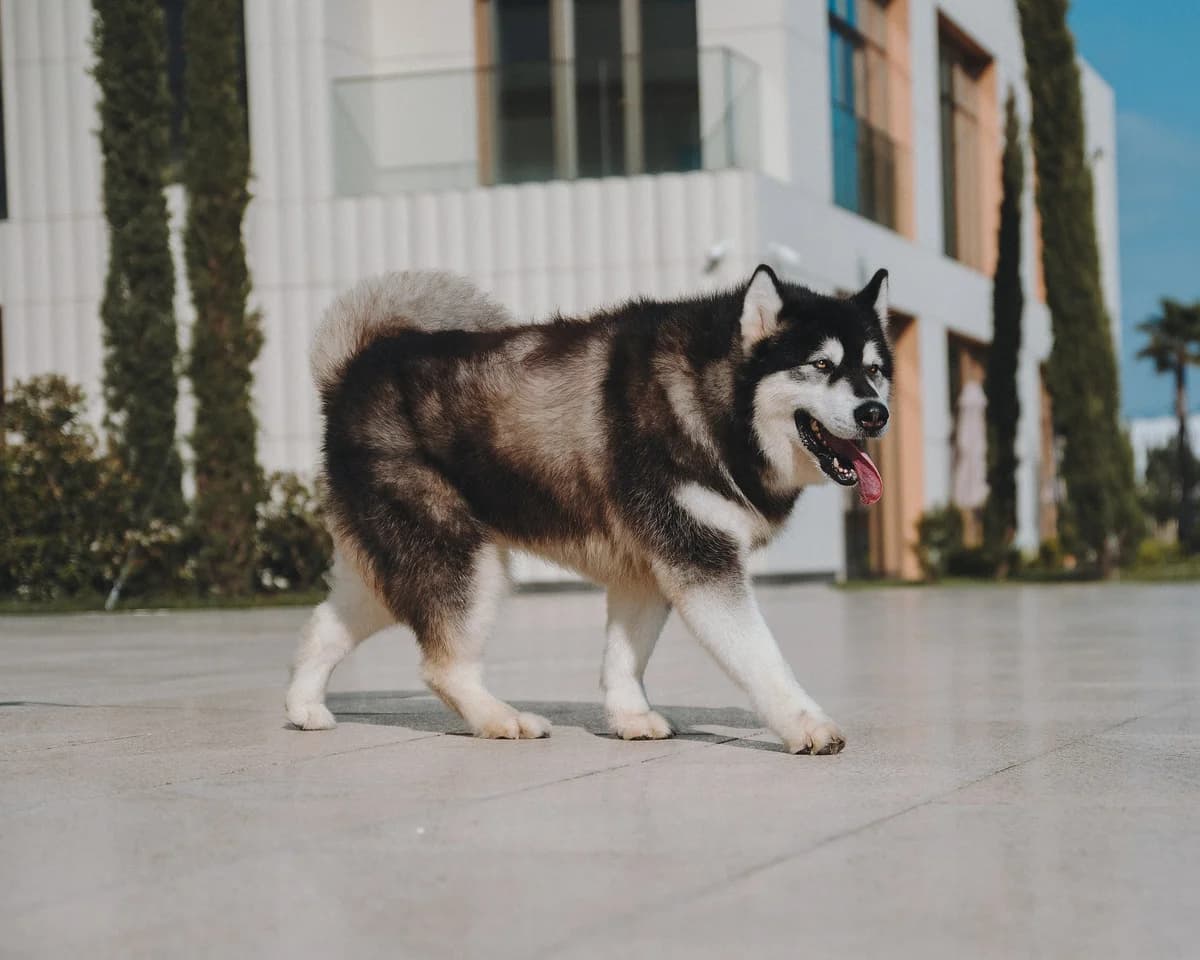 Coco, female senior Mixed Breed for adoption at Tierschutzverein House of animals Marfino eV, Jessen (Elster)