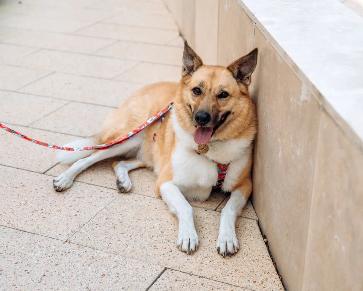 Coiro, male 5yo Mixed Breed for adoption at Tierschutzverein House of animals Marfino eV, Jessen (Elster)