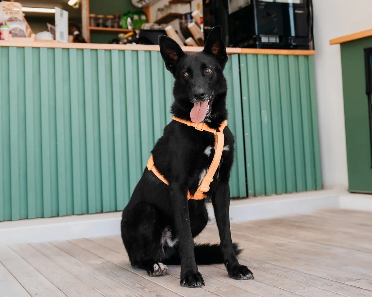 Frey, male young Mixed Breed for adoption at Tierschutzverein House of animals Marfino eV, Jessen (Elster)