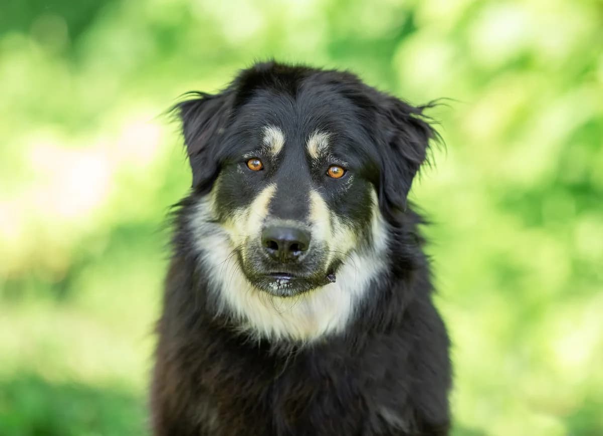 Bradley, male 5yo Mixed Breed for adoption at Tierschutzverein House of animals Marfino eV, Jessen (Elster)