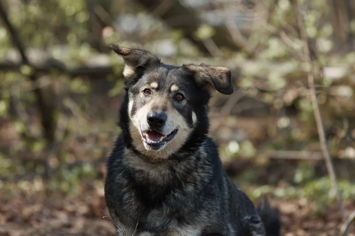 Butuz, male 7yo Mixed Breed for adoption at Tierschutzverein House of animals Marfino eV, Jessen (Elster)