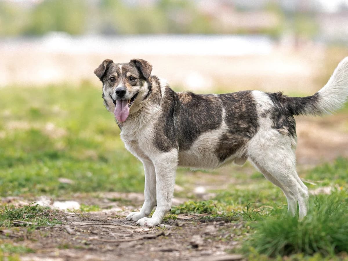 Egor, male 6yo Mixed Breed for adoption at Tierschutzverein House of animals Marfino eV, Jessen (Elster)