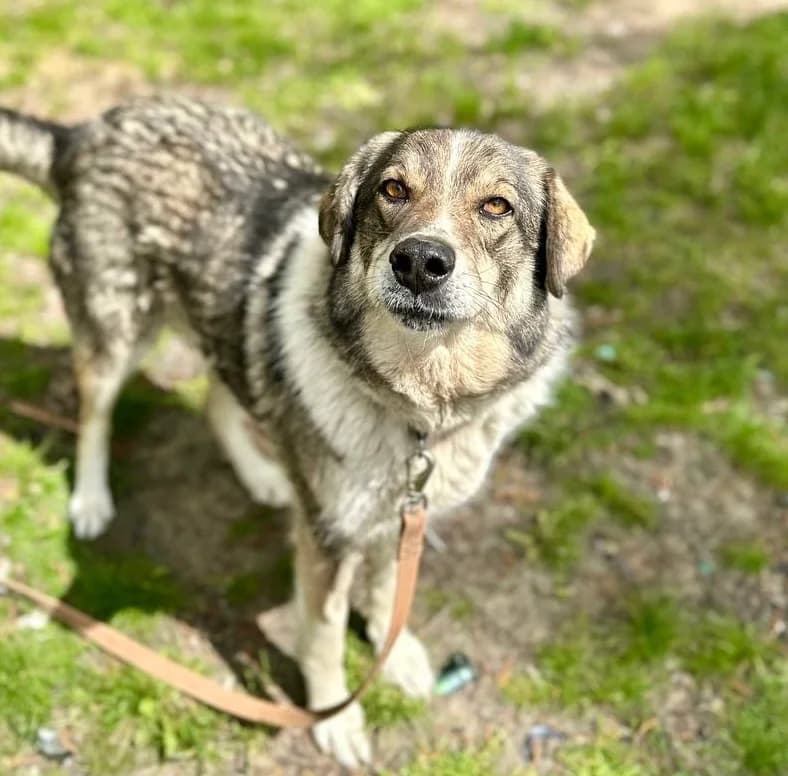 Greg, male 5yo Mixed Breed for adoption at Tierschutzverein House of animals Marfino eV, Jessen (Elster)