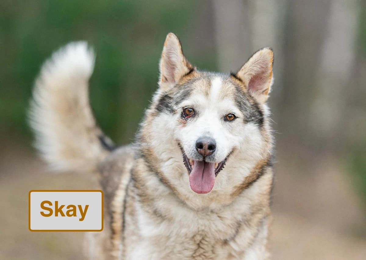 Skay, 5yo Mixed Breed for adoption at Tierschutzverein House of animals Marfino eV, Jessen (Elster)
