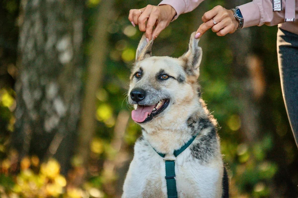 Smoky, male 5yo Mixed Breed for adoption at Tierschutzverein House of animals Marfino eV, Jessen (Elster)