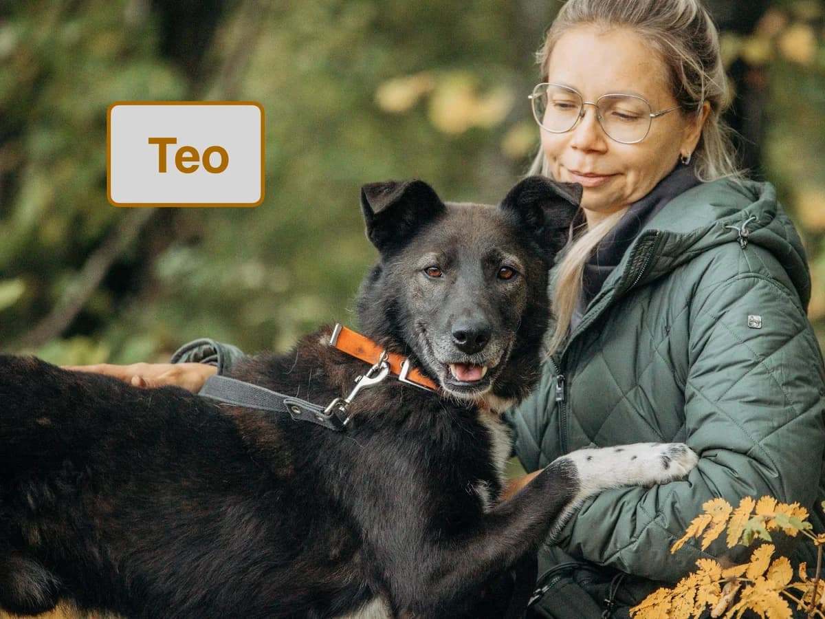 Teo, male 5yo Mixed Breed for adoption at Tierschutzverein House of animals Marfino eV, Jessen (Elster)