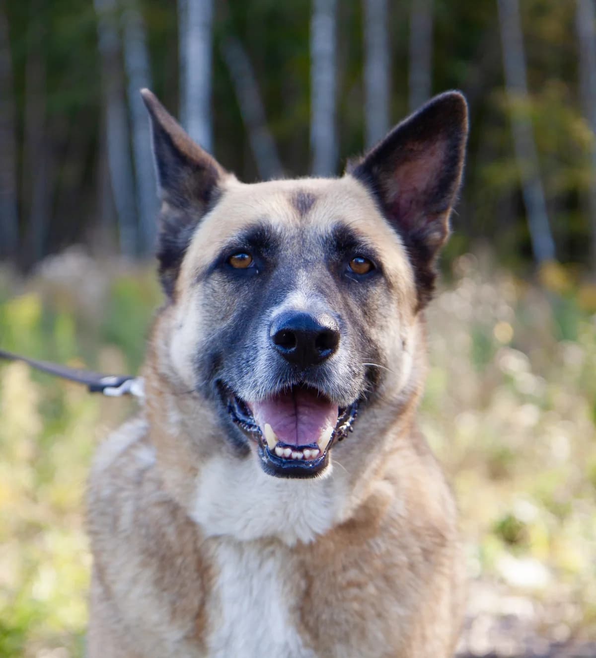 Vinni, male senior Mixed Breed for adoption at Tierschutzverein House of animals Marfino eV, Jessen (Elster)