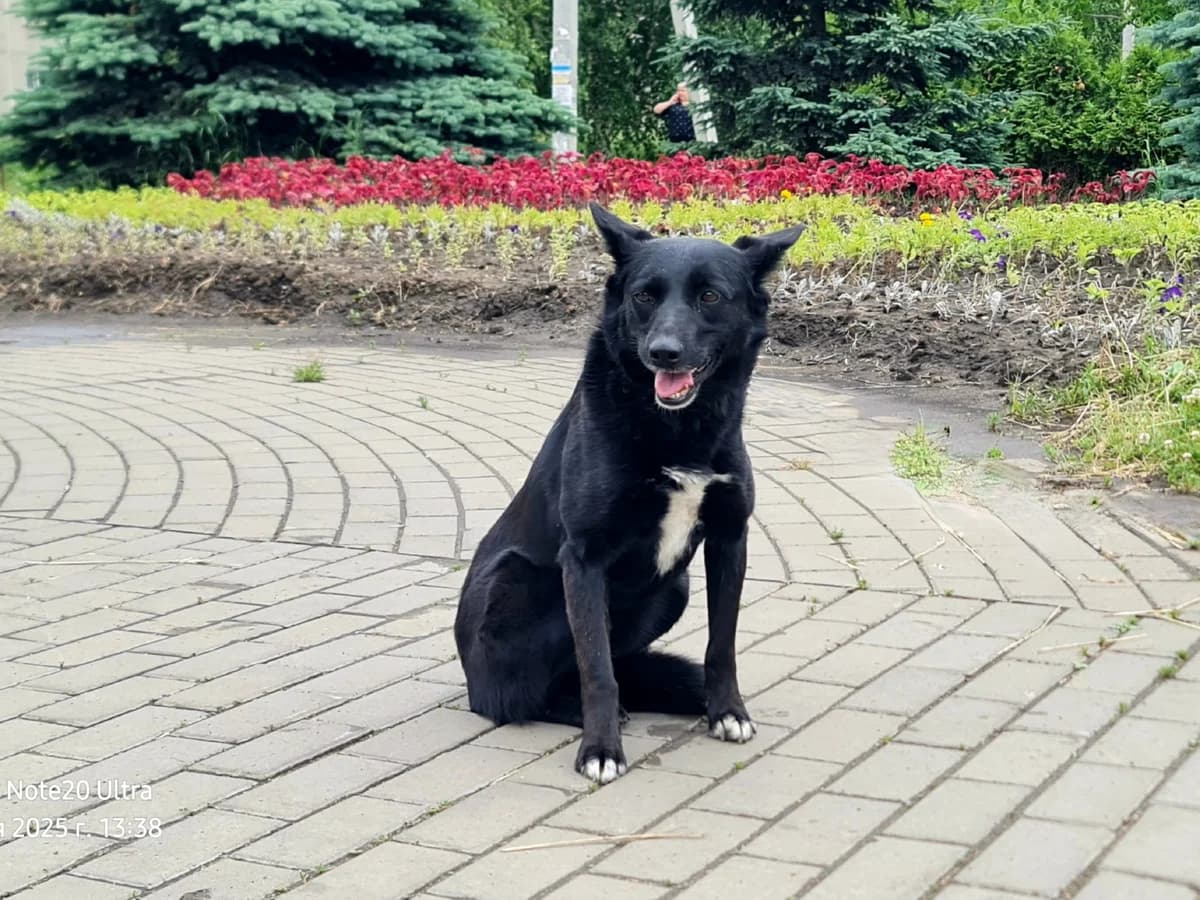 Busya, female 4yo Mixed Breed for adoption at Tierschutzverein House of animals Marfino eV, Jessen (Elster)