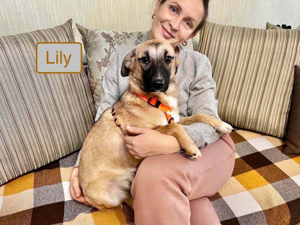 Lily, female young Mixed Breed for adoption at Tierschutzverein House of animals Marfino eV, Jessen (Elster)