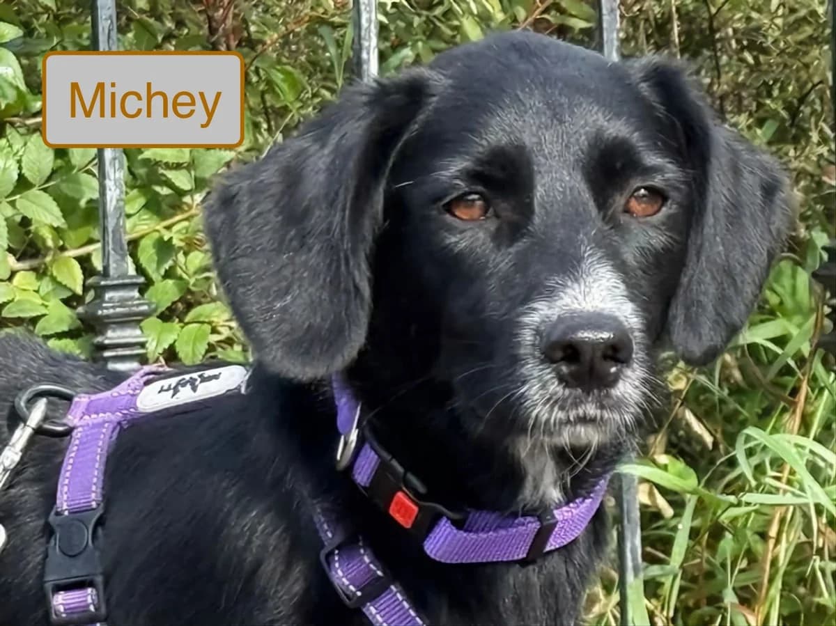 Michey, male young Mixed Breed for adoption at Tierschutzverein House of animals Marfino eV, Jessen (Elster)