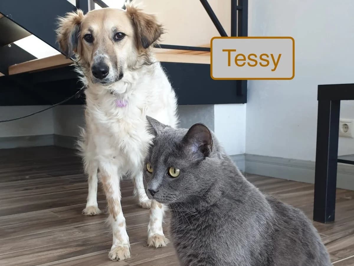 Tessy, female 5yo Mixed Breed for adoption at Tierschutzverein House of animals Marfino eV, Jessen (Elster)