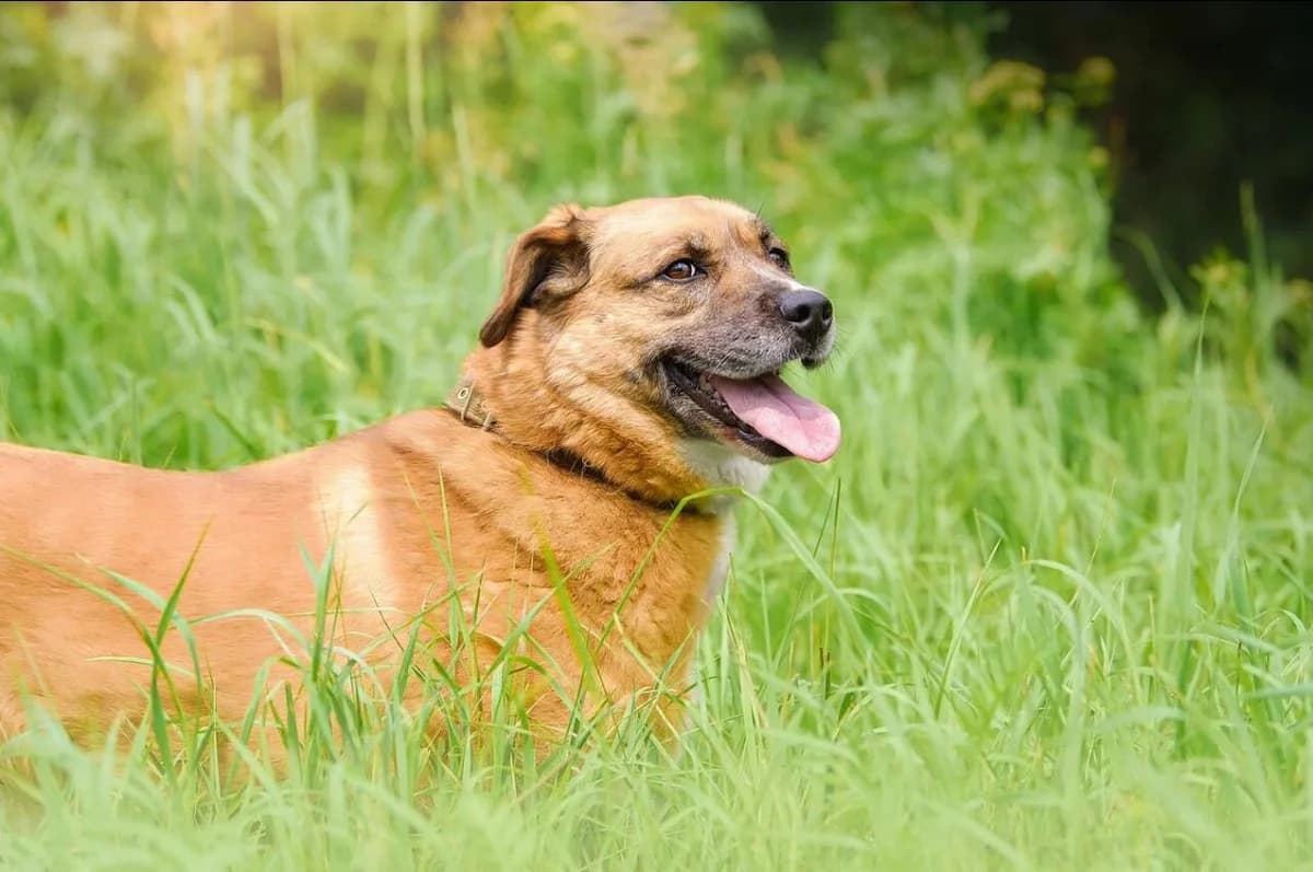 Bonja, female 4yo Mixed Breed for adoption at Tierschutzverein House of animals Marfino eV, Jessen (Elster)