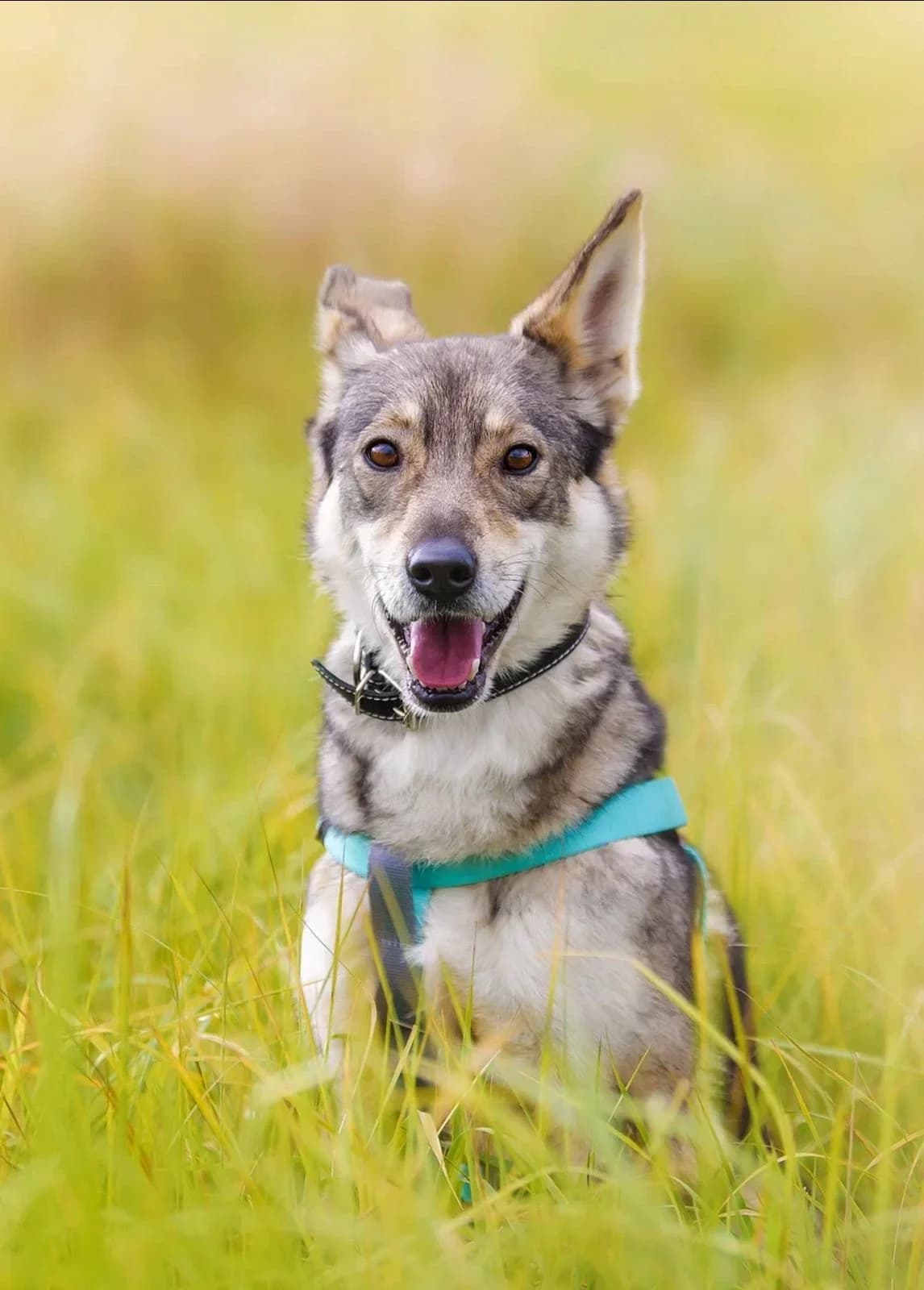 Bonnie, female 4yo Mixed Breed for adoption at Tierschutzverein House of animals Marfino eV, Jessen (Elster)