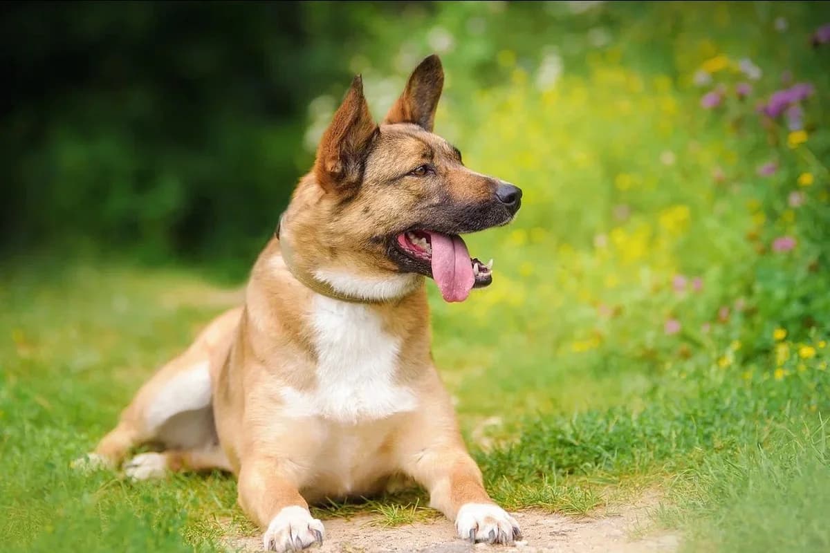 Tonya, female 5yo Mixed Breed for adoption at Tierschutzverein House of animals Marfino eV, Jessen (Elster)