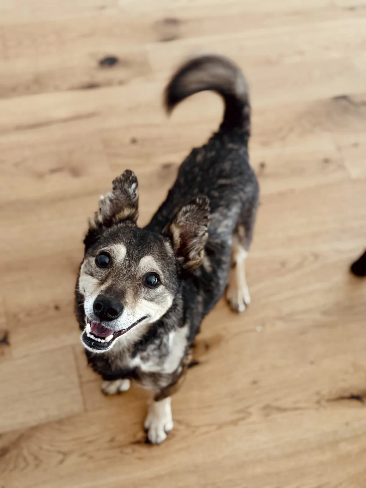 Eddy, 4yo Mixed Breed for adoption at Tierschutzverein House of animals Marfino eV, Jessen (Elster)