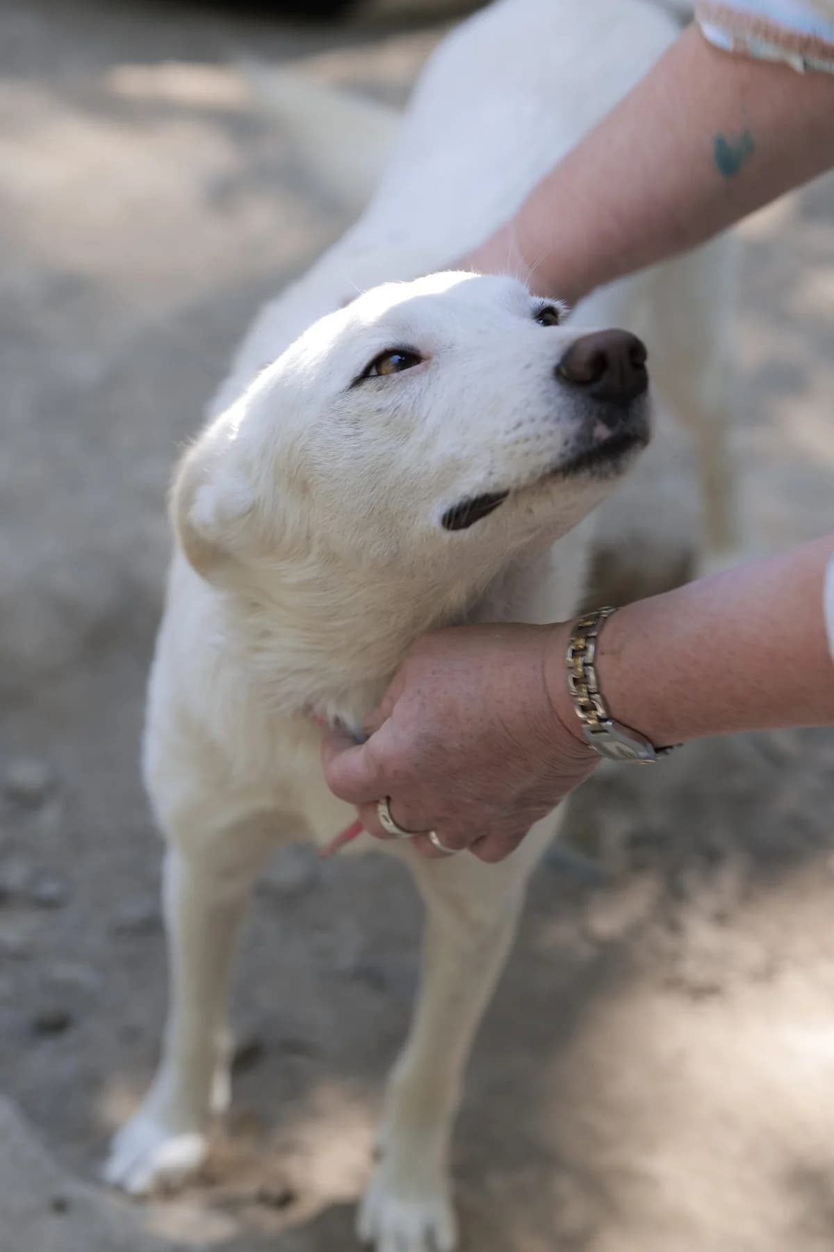 Timmy, young Mixed Breed for adoption at Tierschutzverein House of animals Marfino eV, Jessen (Elster)