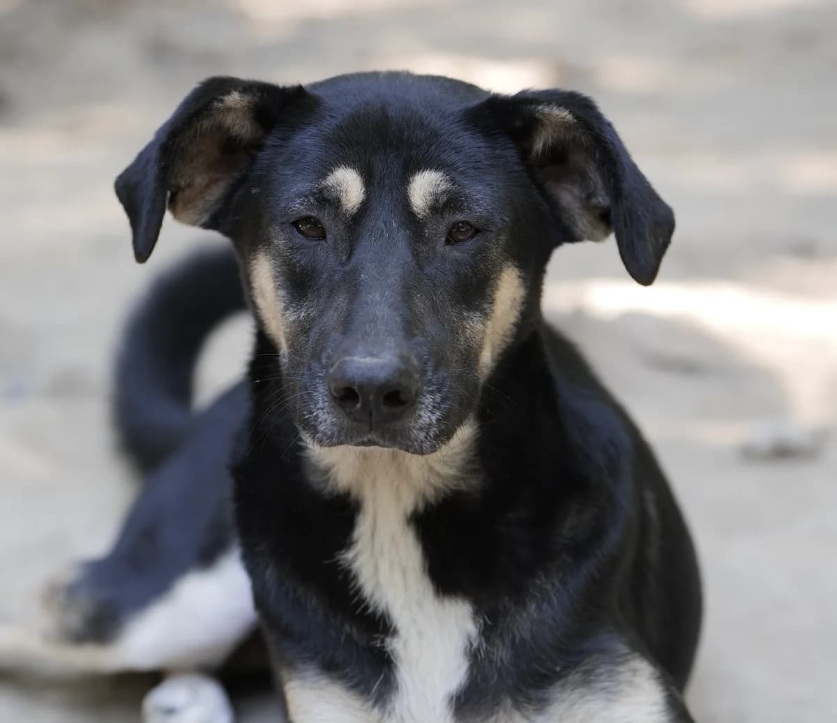 Jessy, puppy Mixed Breed for adoption at Tierschutzverein House of animals Marfino eV, Jessen (Elster)