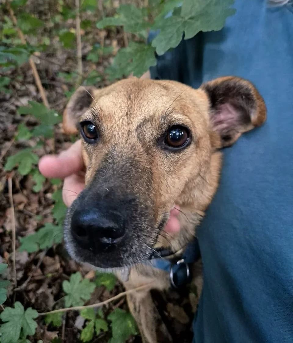 Lala, female young Mixed Breed for adoption at Tierschutzverein House of animals Marfino eV, Jessen (Elster)