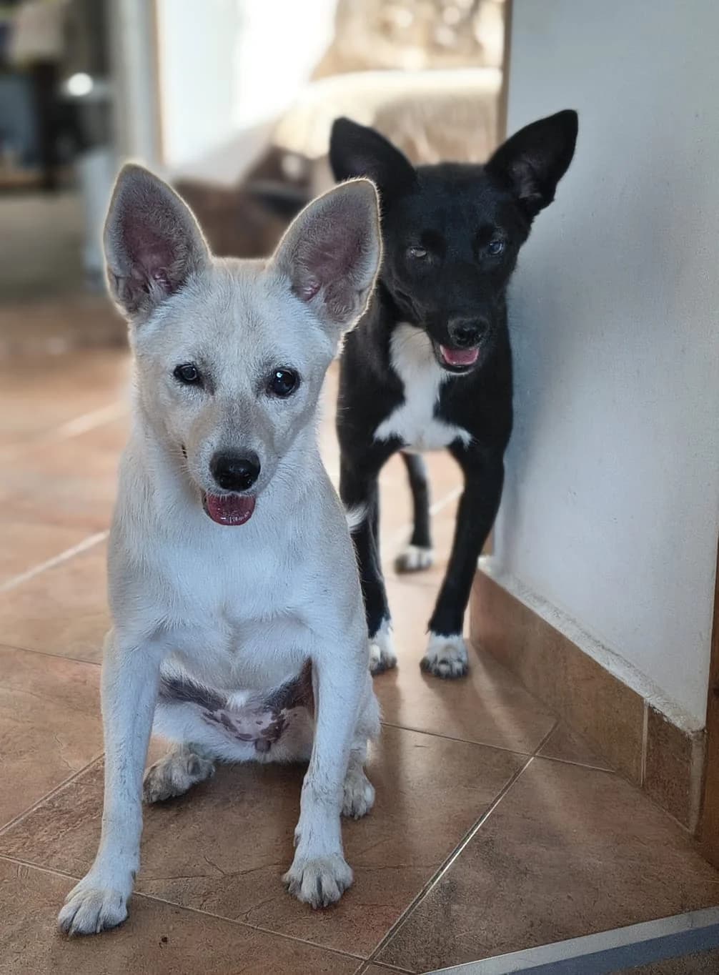Irma, female young Mixed Breed for adoption at Tierschutzverein House of animals Marfino eV, Jessen (Elster)