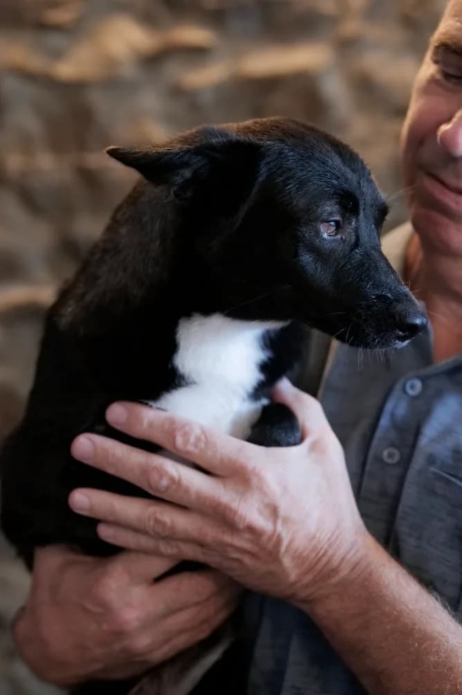 Irma, female young Mixed Breed for adoption at Tierschutzverein House of animals Marfino eV, Jessen (Elster)