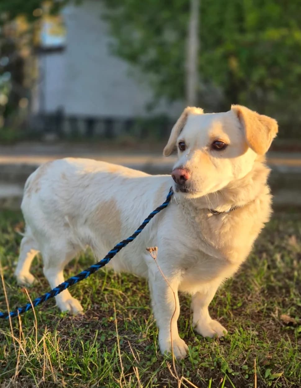 Jeck, 6yo Mixed Breed for adoption at Tierschutzverein House of animals Marfino eV, Jessen (Elster)