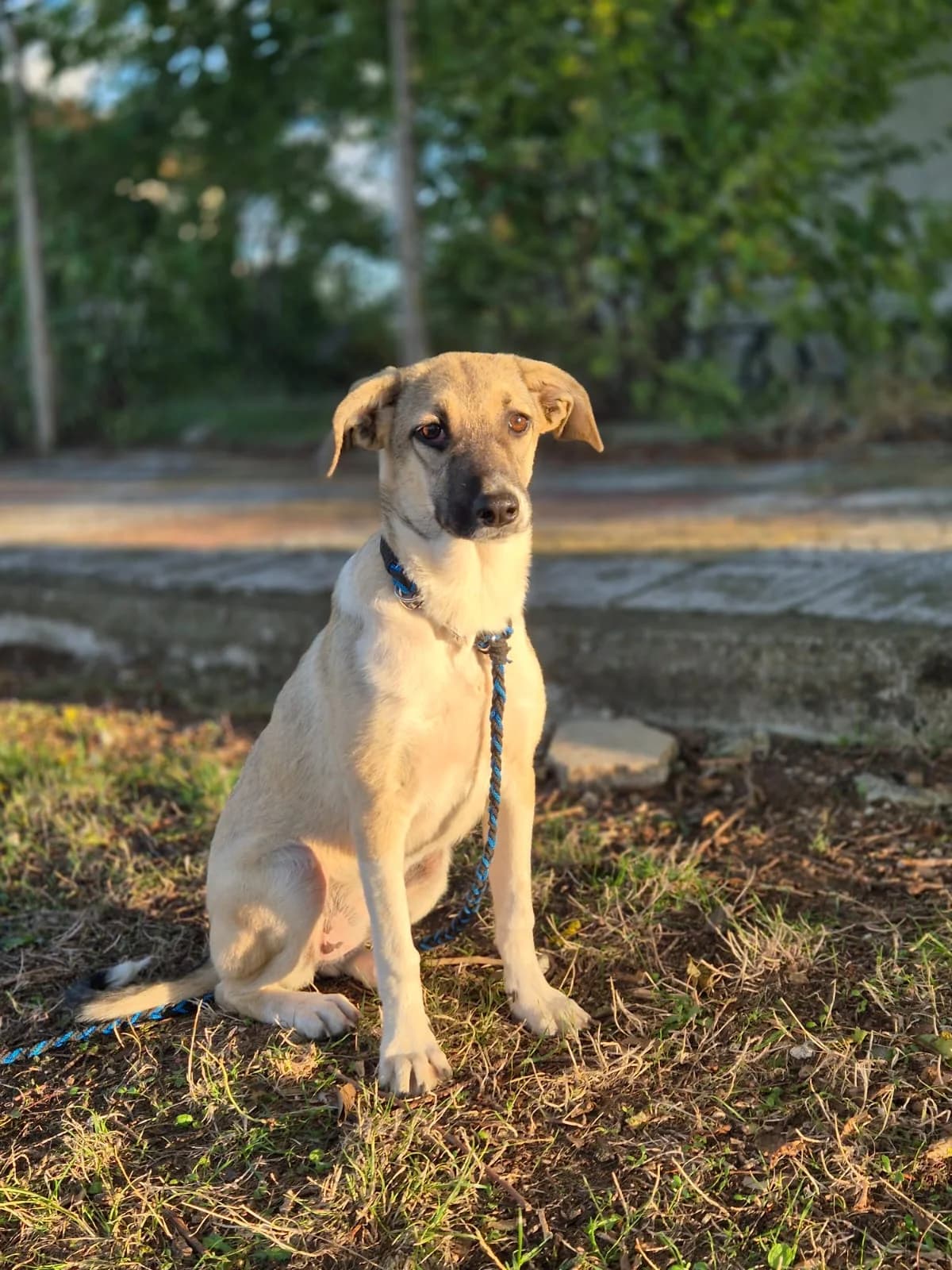 Nala, female puppy Mixed Breed for adoption at Tierschutzverein House of animals Marfino eV, Jessen (Elster)