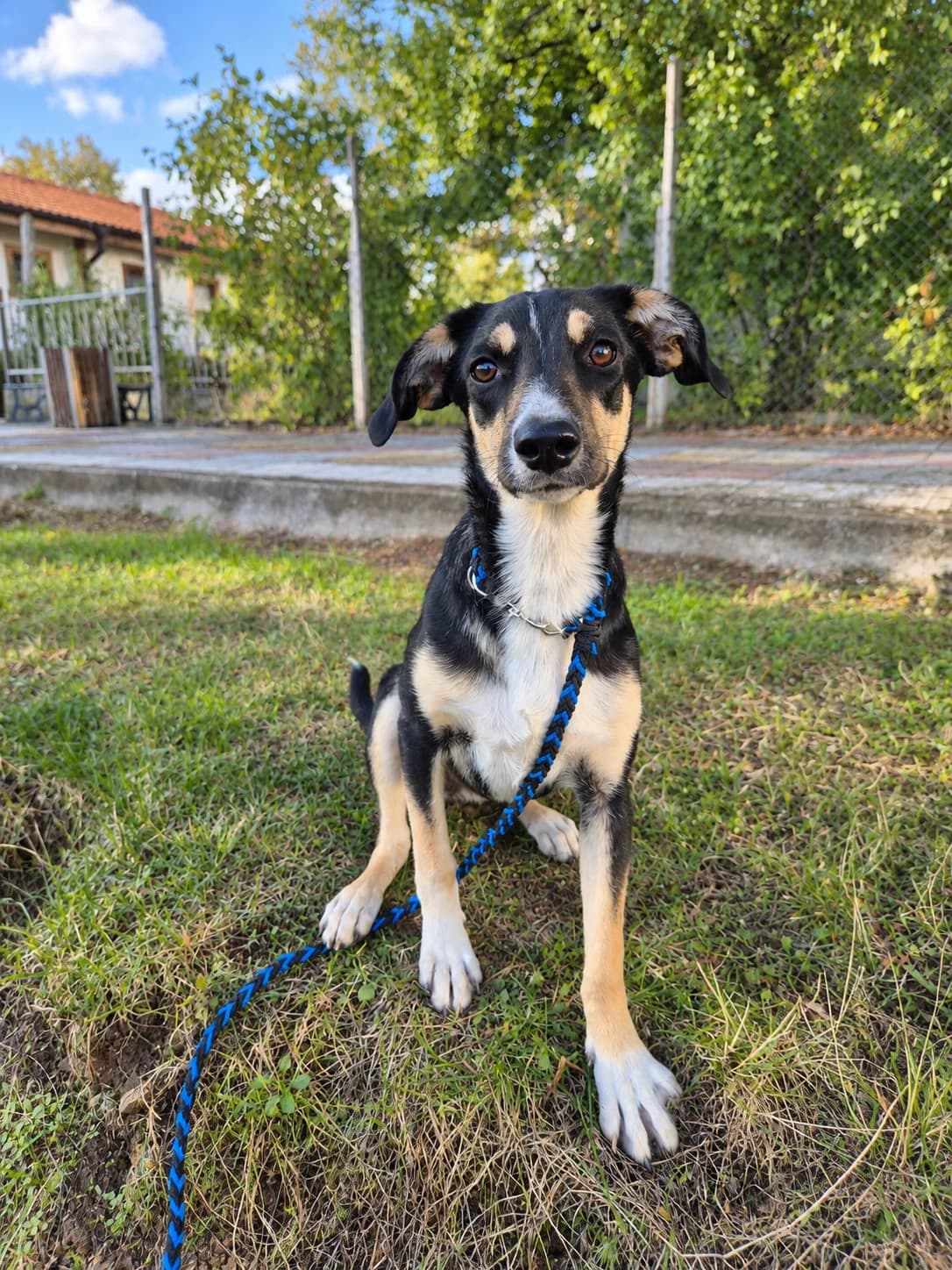 Maya, female puppy Mixed Breed for adoption at Tierschutzverein House of animals Marfino eV, Jessen (Elster)