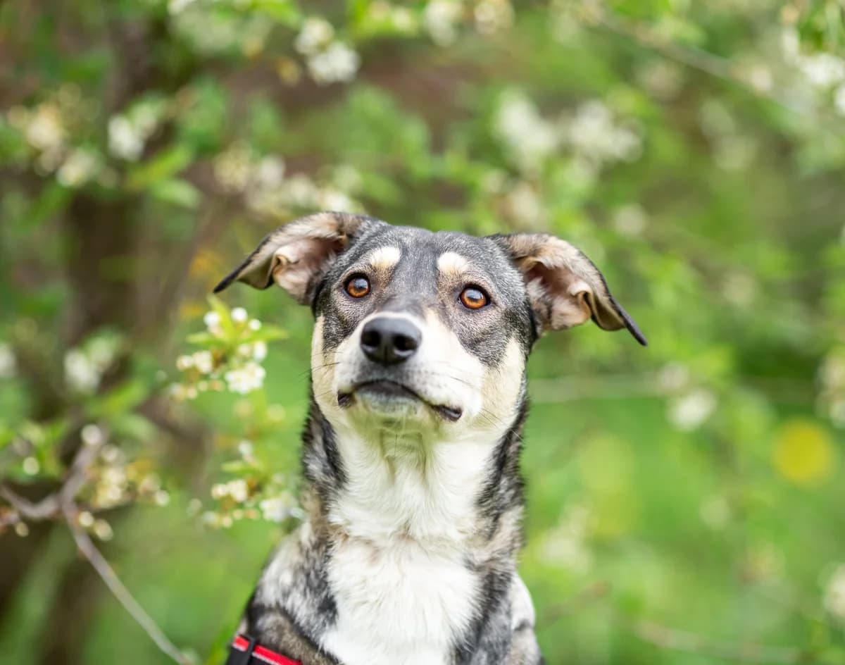 Eva, female 4yo Mixed Breed for adoption at Tierschutzverein House of animals Marfino eV, Jessen (Elster)