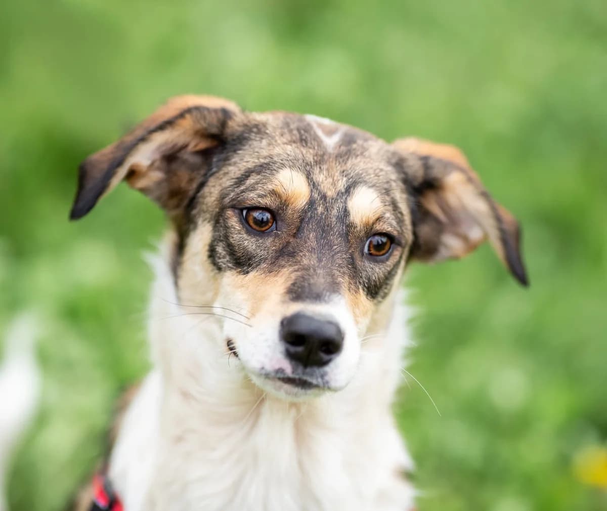 Evan, male 4yo Mixed Breed for adoption at Tierschutzverein House of animals Marfino eV, Jessen (Elster)