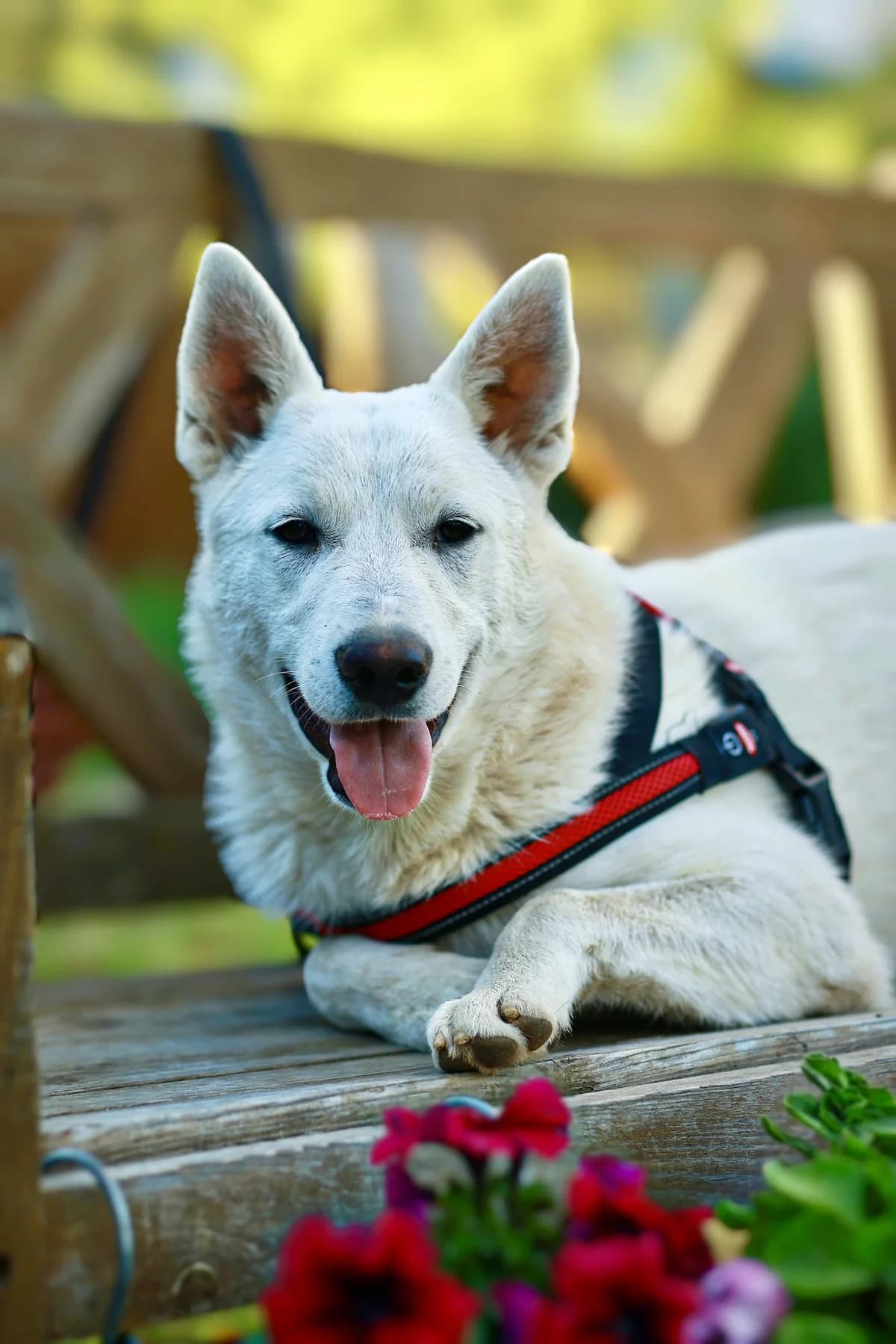 Hugo, male young Mixed Breed for adoption at Tierschutzverein House of animals Marfino eV, Jessen (Elster)