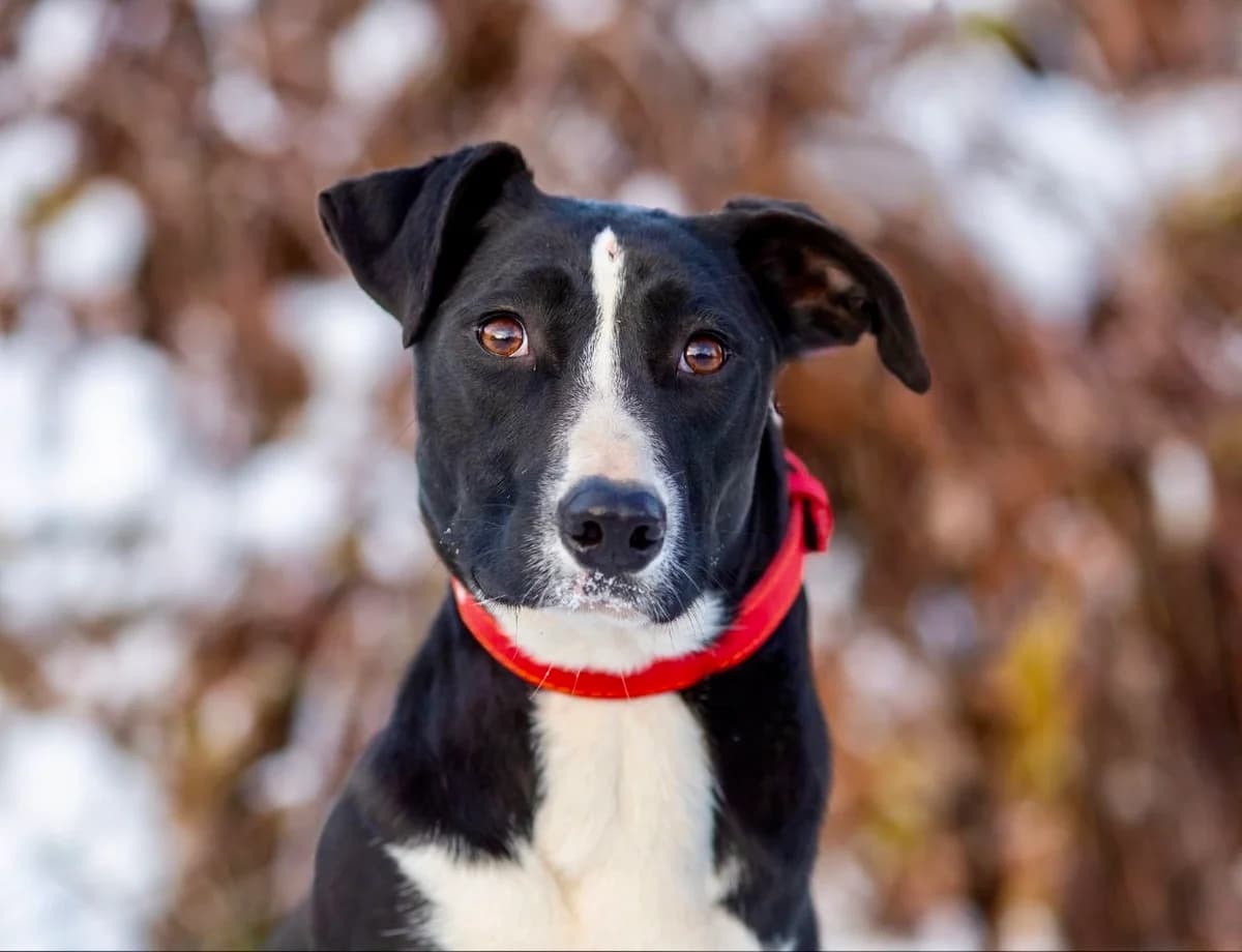 Spacey, female 3yo Mixed Breed for adoption at Tierschutzverein House of animals Marfino eV, Jessen (Elster)