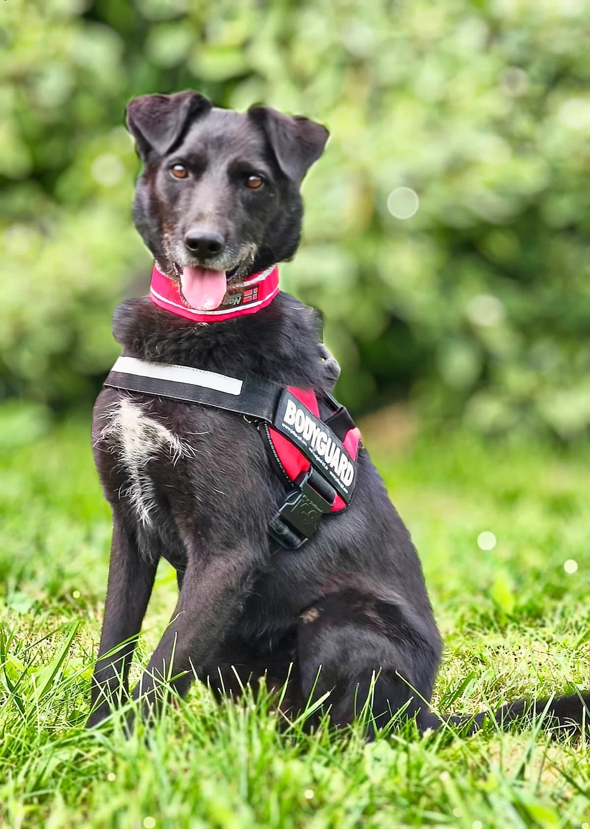Torri, 6yo Mixed Breed for adoption at Tierschutzverein House of animals Marfino eV, Jessen (Elster)