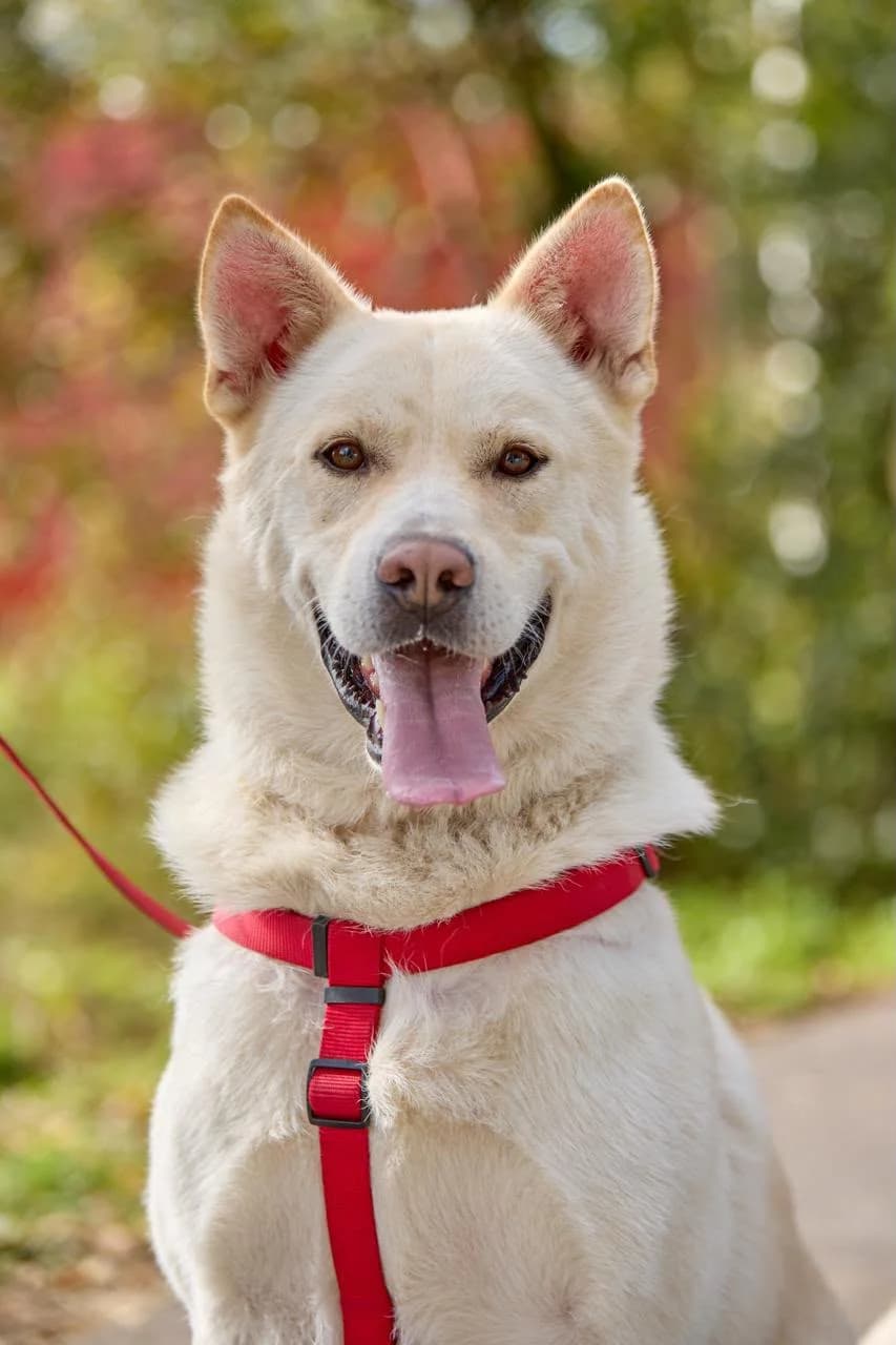 Volte, male young Mixed Breed for adoption at Tierschutzverein House of animals Marfino eV, Jessen (Elster)