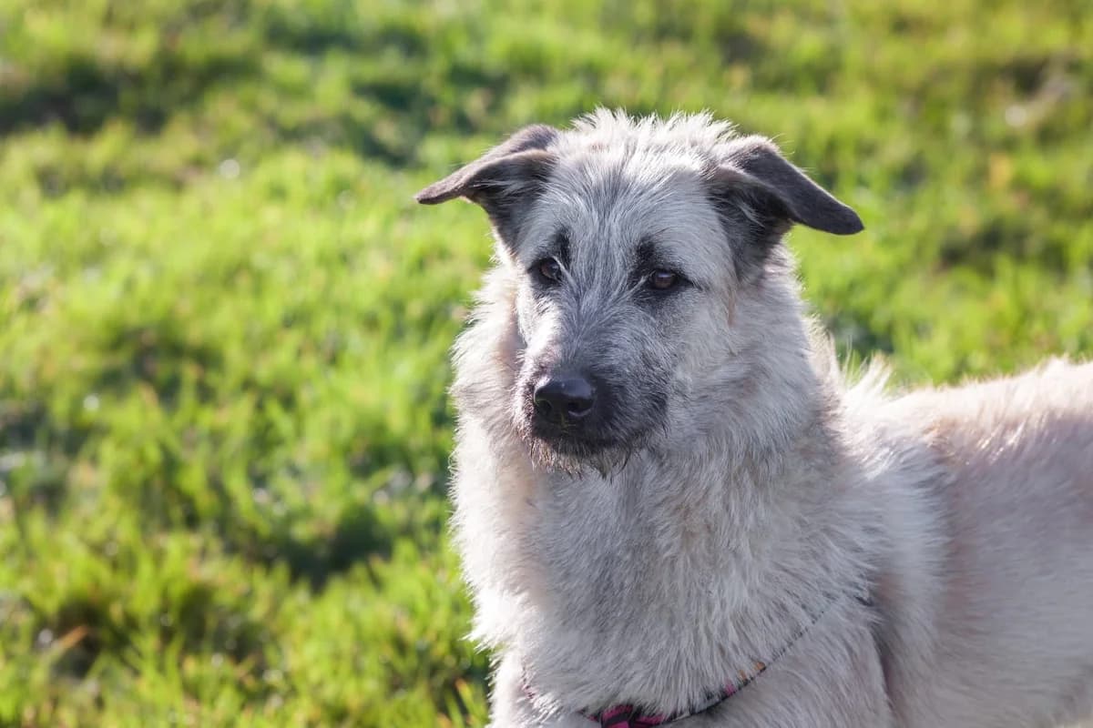 Hanna, female young Mixed Breed for adoption at Tierschutzverein House of animals Marfino eV, Jessen (Elster)