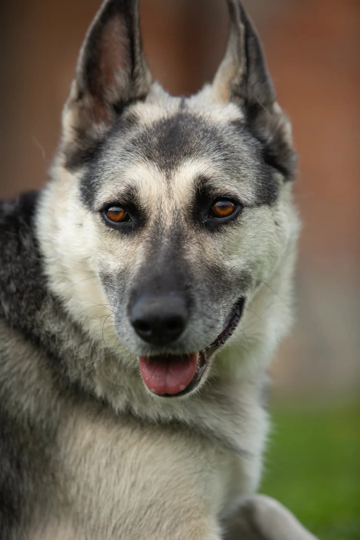 Aspen, female 3yo Mixed Breed for adoption at Tierschutzverein House of animals Marfino eV, Jessen (Elster)