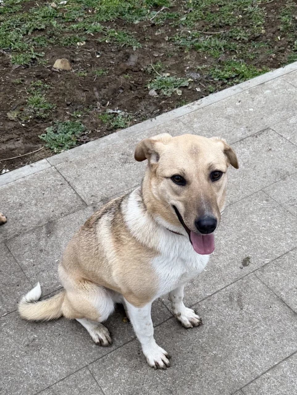 Michelle, female young Mixed Breed for adoption at Tierschutzverein House of animals Marfino eV, Jessen (Elster)