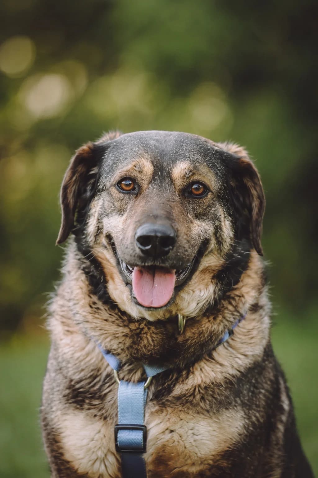 Fendi, female 4yo Mixed Breed for adoption at Tierschutzverein House of animals Marfino eV, Jessen (Elster)