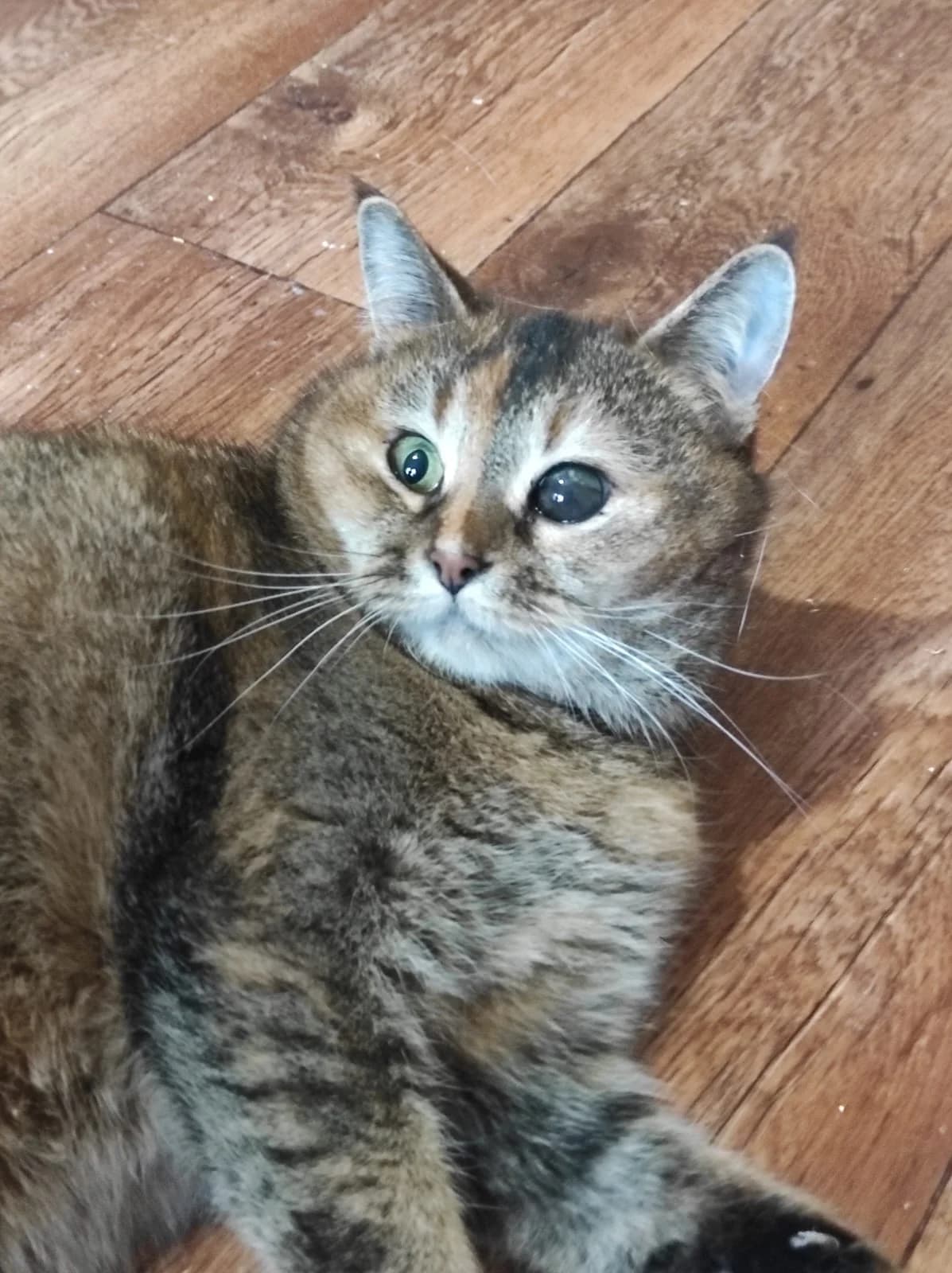 Cleopatra, female Mixed Breed for adoption at Tierschutzverein House of animals Marfino eV, Jessen (Elster)