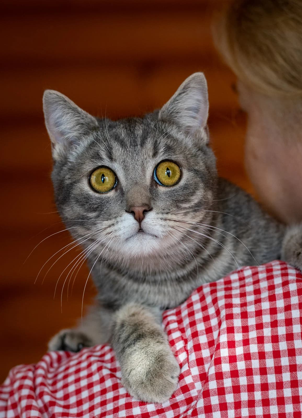 Haaland, male Mixed Breed for adoption at Tierschutzverein House of animals Marfino eV, Jessen (Elster)
