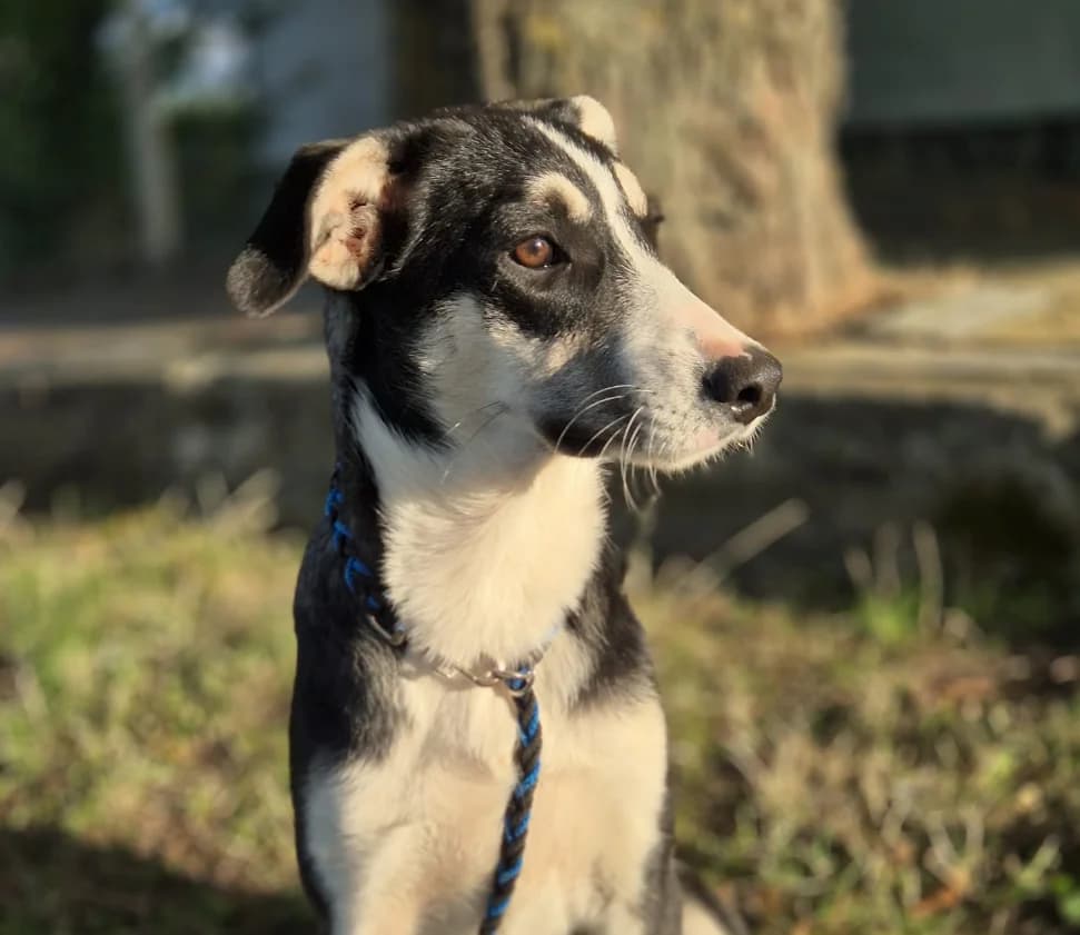 Lotta, female puppy Mixed Breed for adoption at Tierschutzverein House of animals Marfino eV, Jessen (Elster)