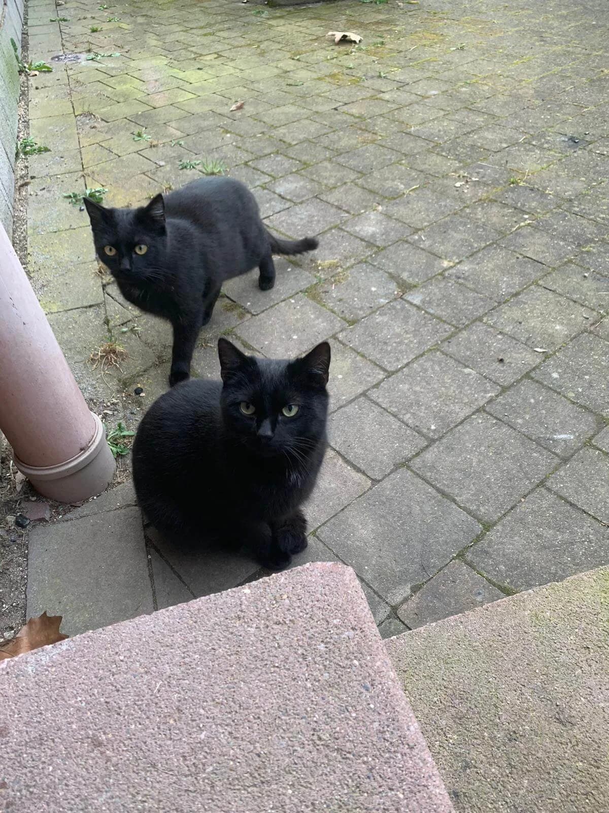 Hofplätze gesucht, schwarz Mixed Breed for adoption at Tierschutzverein Hünfeld, Nüsttal