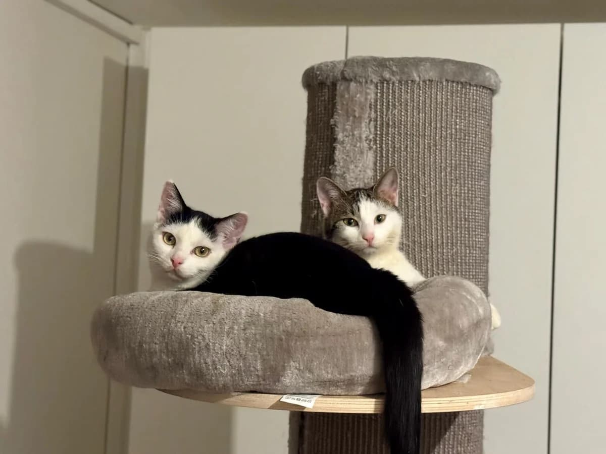 Mats & Zorro, schwarz Mixed Breed for adoption at Tierschutzverein Hünfeld, Nüsttal