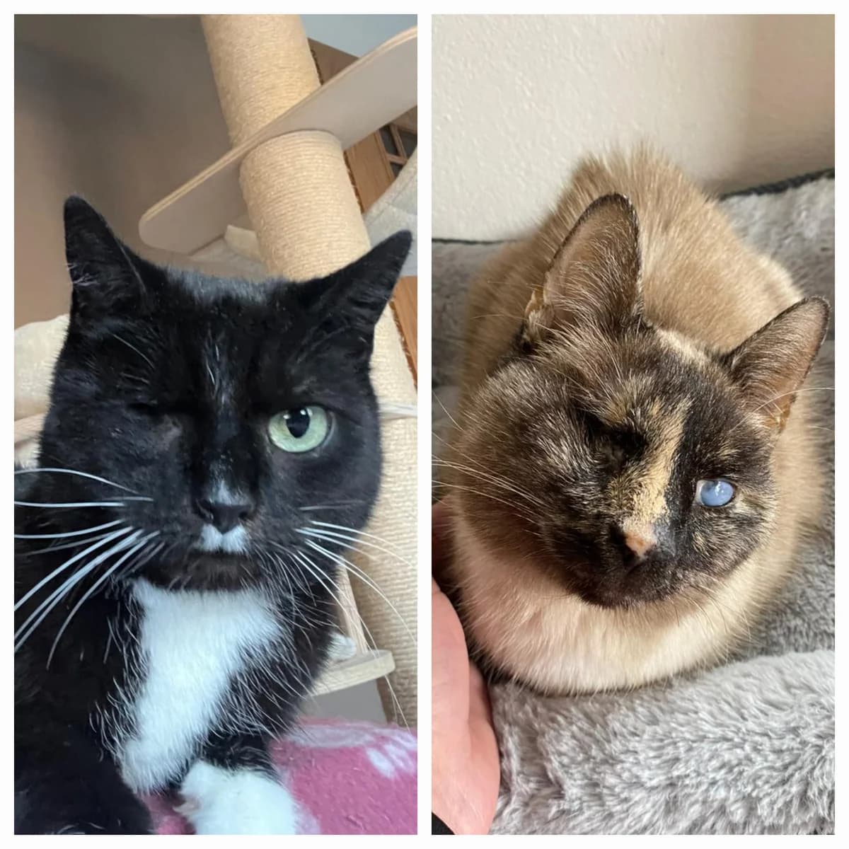 Fienchen & Masha, schwarz female 7yo Mixed Breed for adoption at Tierschutzverein Hünfeld, Nüsttal