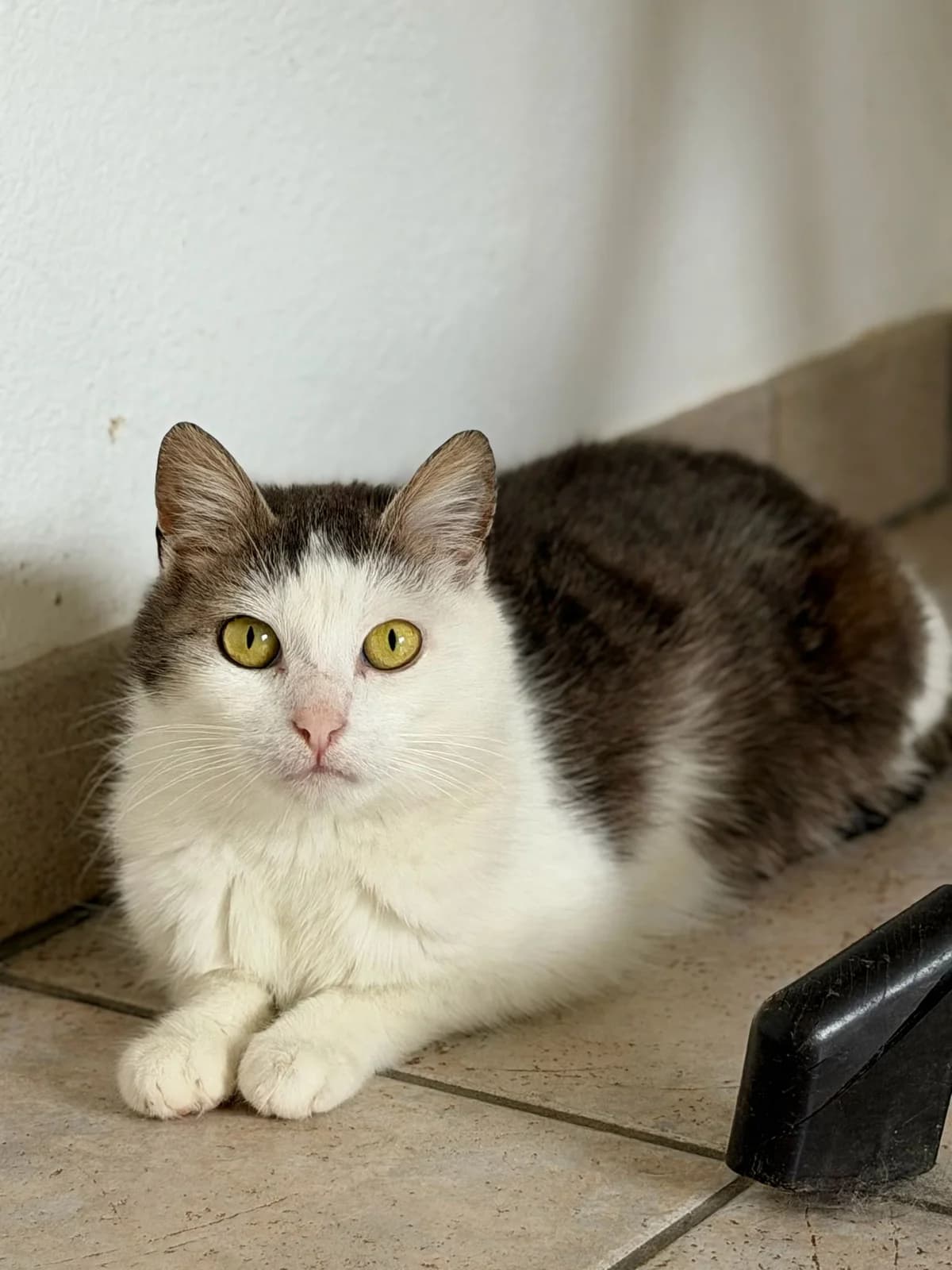 Greta, 7yo Mixed Breed for adoption at Tierschutzverein Hünfeld, Nüsttal