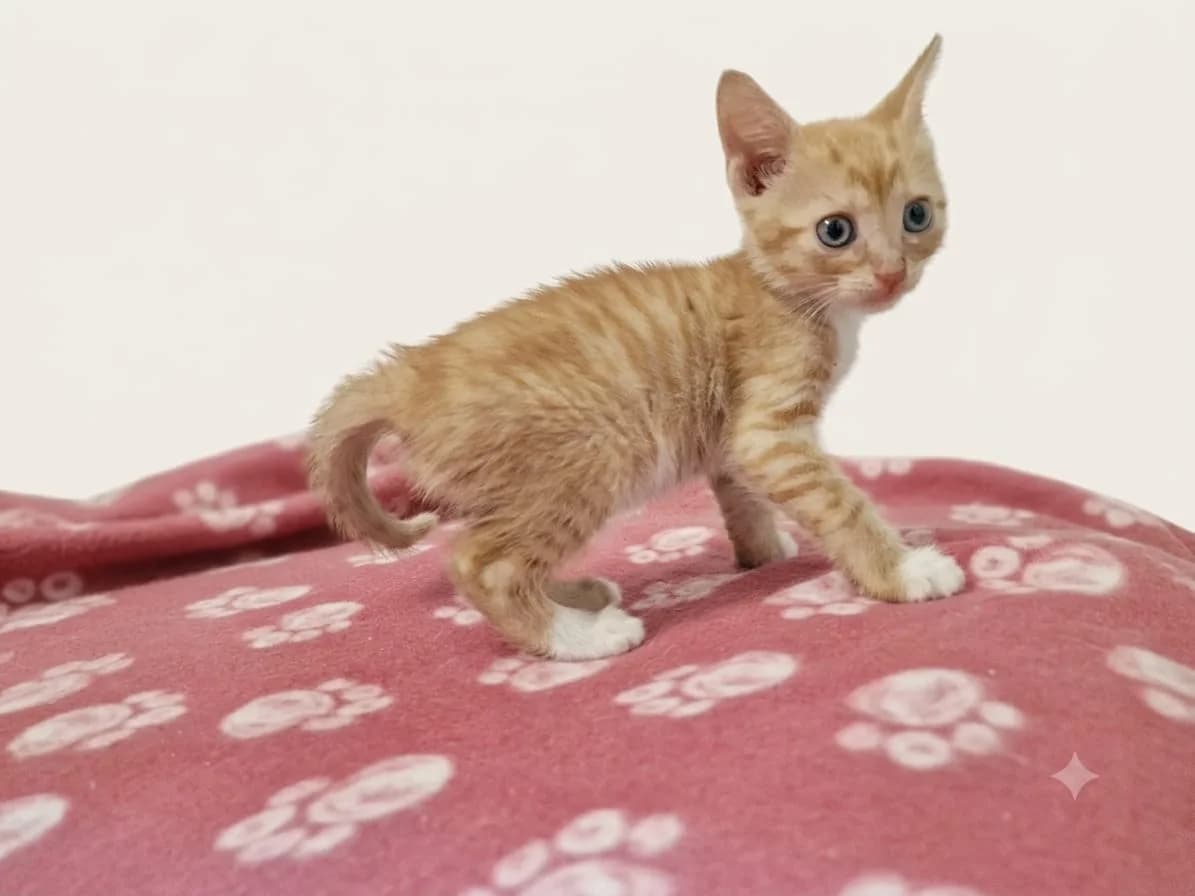 Jerry, male Mixed Breed for adoption at Tierschutzverein Hünfeld, Nüsttal