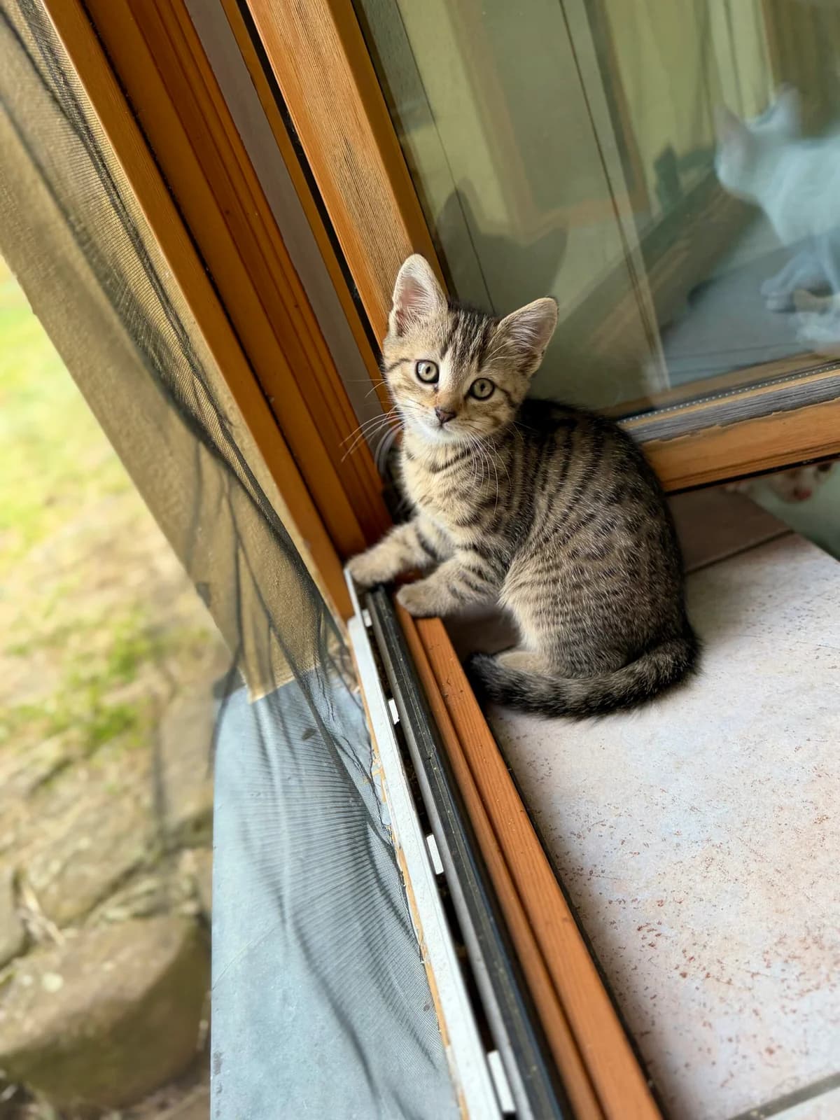 Lola, female Mixed Breed for adoption at Tierschutzverein Hünfeld, Nüsttal