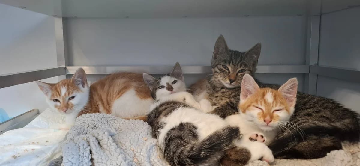 4 Kater, male Mixed Breed for adoption at Tierschutzverein Hünfeld, Nüsttal