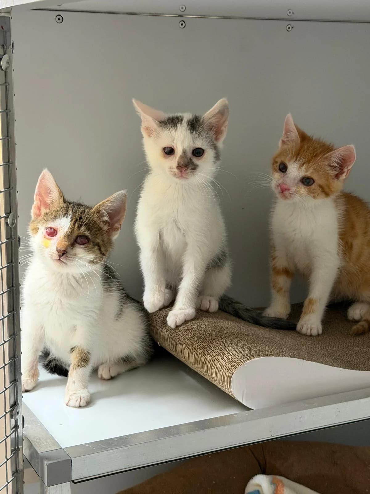 Lissy, Luna & Rossini, Mixed Breed for adoption at Tierschutzverein Hünfeld, Nüsttal